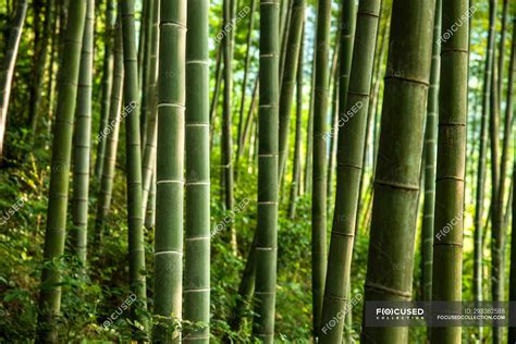 Beautiful Scenery In Green Bamboo Forest China — Scenics Sunlight