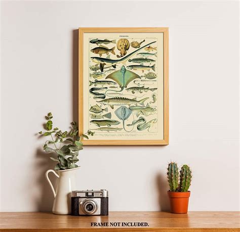 Sea Life Print Poissons Art Adolphe Millot Print Fish Species Poster