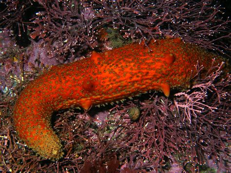 Warty Sea Cucumber Treamy1 Flickr