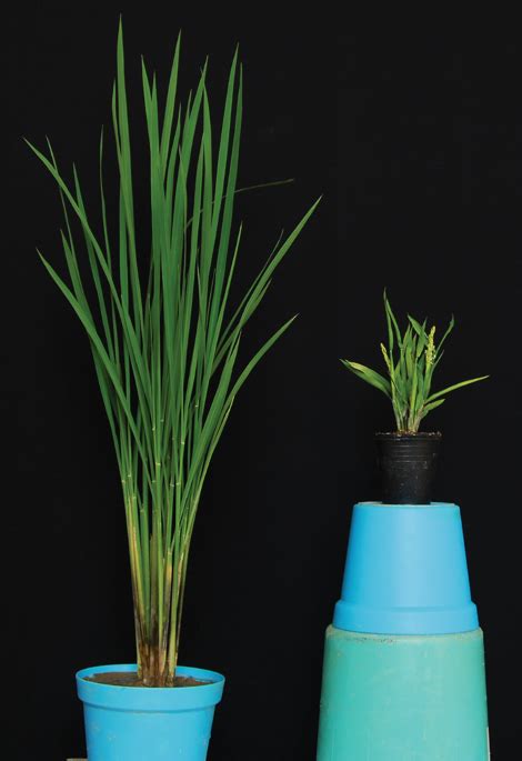 An Indoor Rice Model Nature Plants