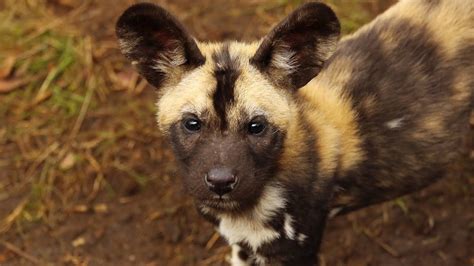 Puppy Alert 11 Adorable African Hunting Dog Puppies Born