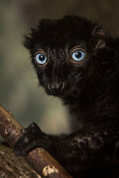 Blue Eyed Black Lemur Unusual Animals Rare Animals Cute Animals