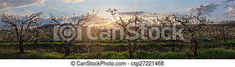 View Of The Orchard At Dawn Panorama Canstock