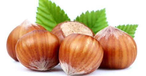 Amazing Health Benefits Of Hazelnuts Healthy Nuts Food Healthy