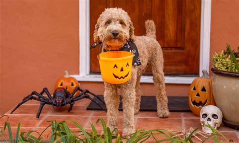 Pets On Halloween 6 Halloween Pet Safety Tips Bechewy