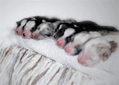 Newborn Mini Aussie Puppies Minicoopercountrymanblog