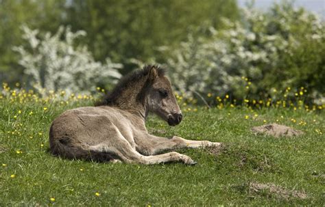10 Fun Facts You Didnt Know About Horse Foals Cute Foal Foals