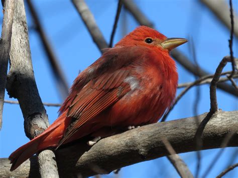 Summer Tanager Male Beacon Square Apartments Montgomery Flickr