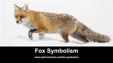 Fox Symbolism Youtube