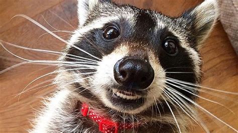 Top Raccoons 🔴 Funny Raccoon Videos Compilation Graciosos Mapaches Vídeo Recopilación Youtube