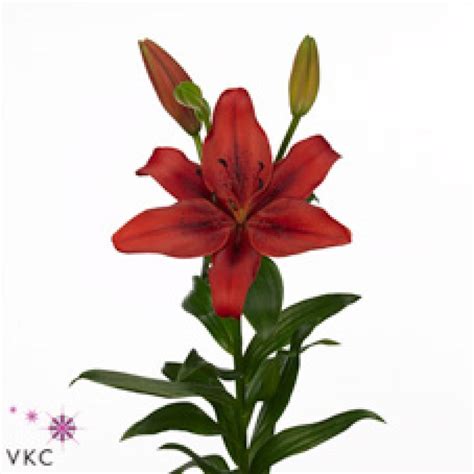 Lily La Original Love Is A Red Cut Flower Approx 90cm NB The Lilies