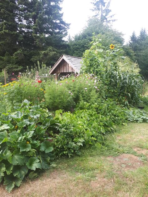 My Wildflower Meadow At Our Home The Burrow In Rural Nc Second Year