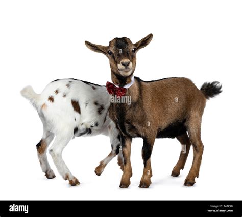 Goat Wearing Collar Cut Out Stock Images And Pictures Alamy