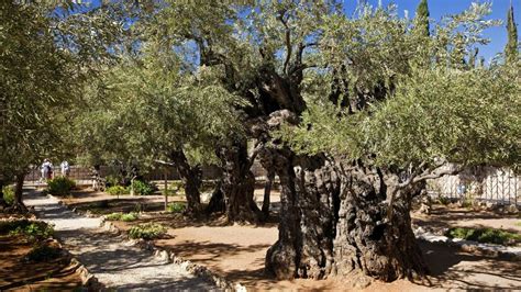 Im frühjahr liefern folgende stauden und zwiebelblumen die erste nahrung: Garten Gethsemane: Diese Olivenbäume könnte schon Jesus ...