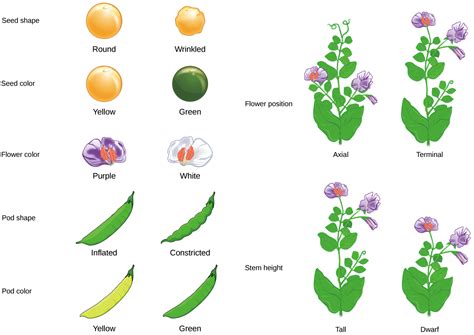 Peas clipart pod meaning, Peas pod meaning Transparent ...