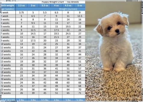 Aussiedoodle Size Chart Growth And Weight Chart 2023