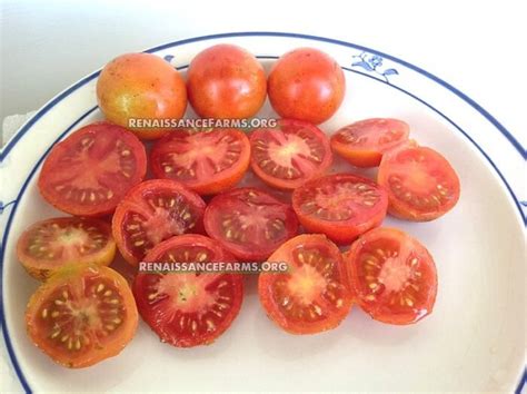 Polish Dwarf Tomato Renaissance Farms Heirloom Tomato Seeds