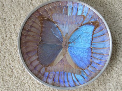Vintage Iridescent Blue Real Butterfly Wing Wall Art Plate Aluminum