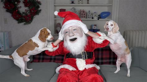 Dogs Think Santa Is Intruder Funny Dogs Maymo Potpie And Penny Holiday