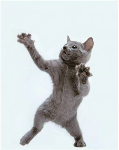 10 Best Dancing Cats Images On Pinterest Funny Cats