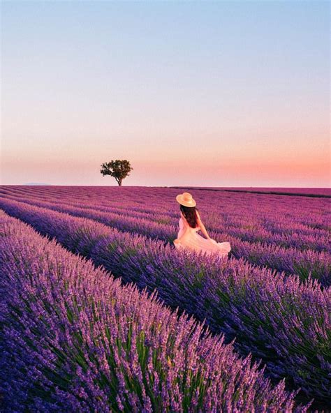 At Sunset The Lavender Fields Become A Bit Pink Which Fits Perfectly