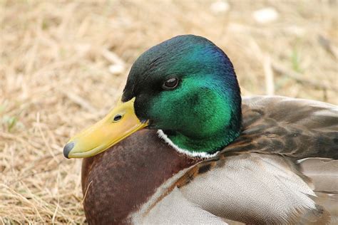 Duck Drake Mallard · Free Photo On Pixabay