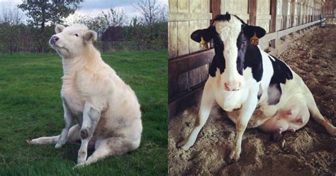 Its Friday So Celebrate With These 10 Cows Sitting Like Dogs The Poke