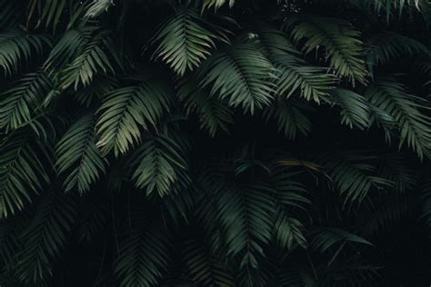 Dark Jungle Wallpapers Top Free Dark Jungle Backgrounds Wallpaperaccess