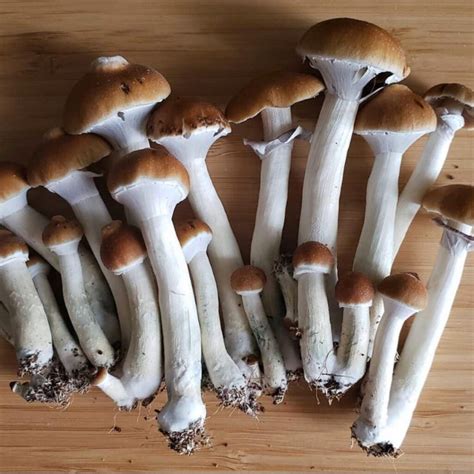 Psilocybe Cubensis For Sale Buy Psilocybe Cubensis Online