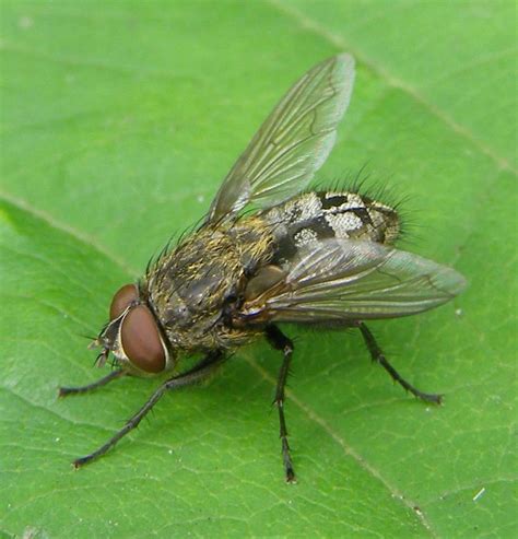 How Do I Get Rid Of Clusterattic Flies Rhode Island Ri Eastern Ct