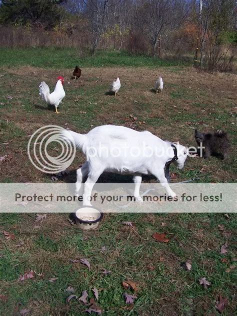 Pregnant Pooch Test The Goat Spot Forum