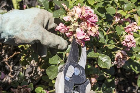 How To Deadhead Knockout Roses Garden Lovers Club