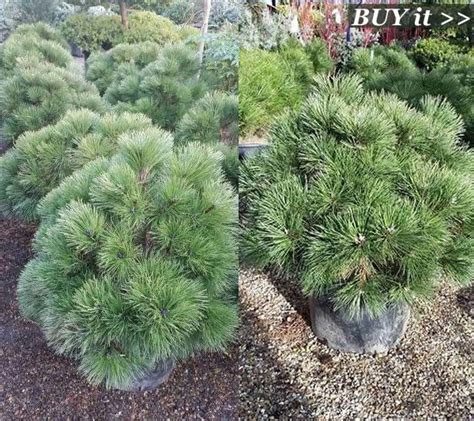Older trees typically have deeply grooved bark. Conifer Collection Buy Online at Paramount Plants UK