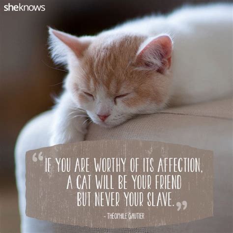 50 Cat Quotes That Perfectly Explain Your Love For Kitties