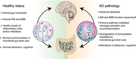 Functional Roles Of The Microbiota Gut Brain Axis In Alzheimers Disease Implications Of Gut