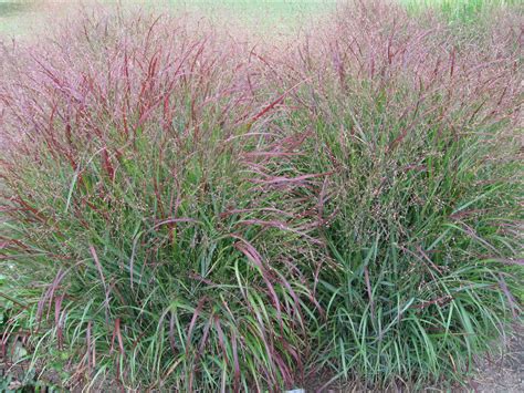 Panicum Virgatum Switchgrass Northeast Pollinator Plants
