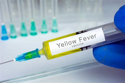Yellow Fever Demam Kuning Gejala Penyebab Dan Pengobatan