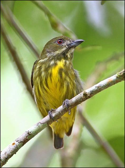 Pin On Birds Dicaeidae Flowerpeckers And Mistletoe Bird