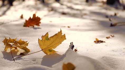 Autumn Leaves On White Snow Close Up The Leaves Fall On The Snow In