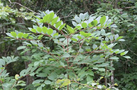 Maryland Biodiversity Project Poison Sumac Toxicodendron Vernix