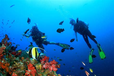 Ultimate Philippines Diving Guide Tripfuser Travel Blog