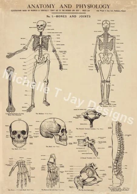 Set Of 6 Anatomy Posters Human Body Skeleton Medical Poster Antique