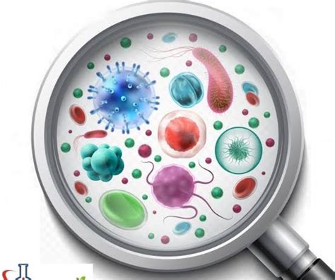 Contoh soal kimia farmasi dan jawabannya. 113 Contoh Soal dan Jawabannya tentang Bakteri