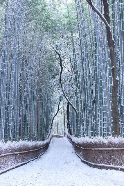 Japans Bamboo Forest During Winter Japanpics In 2020 Winter In