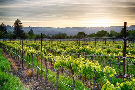 Sonoma Valley Wineries Vine Vera Stores