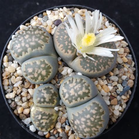 Lithops Living Stone Plant Real Cactus Succulent Ebay
