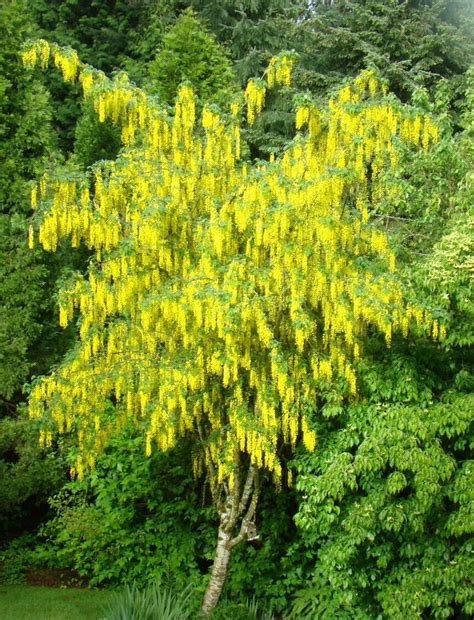Golden Chain Tree60 Seedshardybeautiful Cascading Yellow Flowers