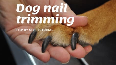 How To Trim Your Dogs Nails At Home Step By Step Guide Youtube