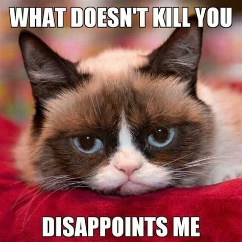 What Doesnt Kill You Disappoints Me Lol Grumpy Cat Quotes Funny