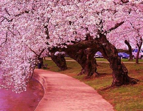 Walk Way Japanese Cherry Tree Blossom Trees Tree